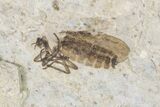 Fossil March Fly (Plecia) - Green River Formation #154505-1